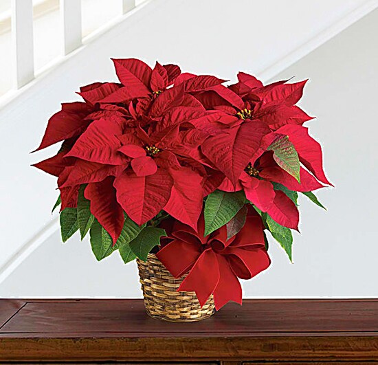 Red Poinsettia